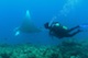 Diving with Manta rays